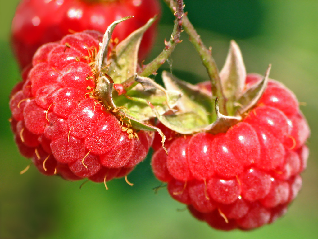 raspberries-01